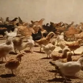 2 aýlyk jüýjeler