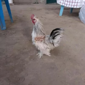 towsan tuy