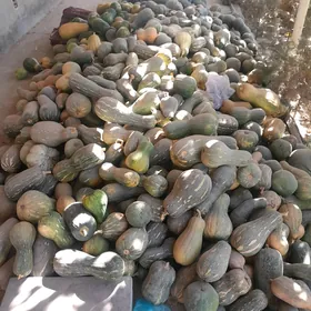 Kadi gok