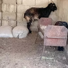 Goýunlar we geçiler