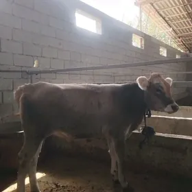 ARGYNAL SWET TOHUM TUWE