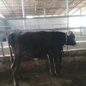 ARASSAA ARGYNAL SWET OKUZ