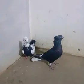 kepderi