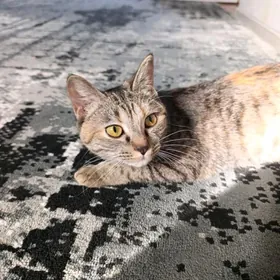 кошка