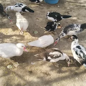 ordek ördek gaz yasyl bas