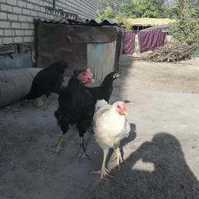 Gigant horaz