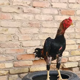 хораз