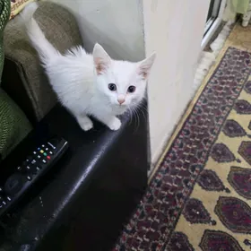 ангарской котенок