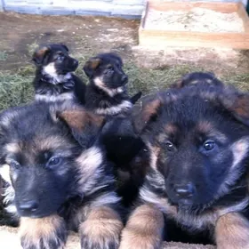 Щенки немецкой овчарки.