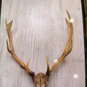 Олени  рога, кейик шахы.