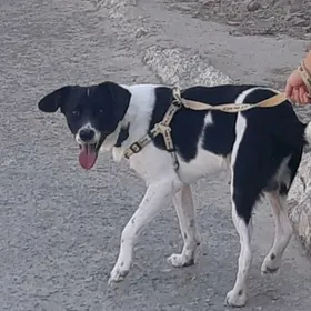 Арни молодой кабель