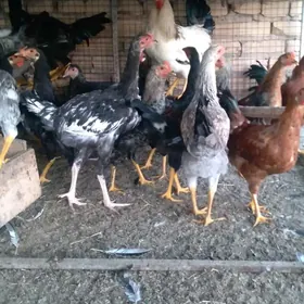 хораз сатлык