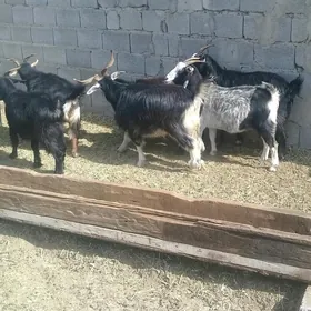 Geçiler