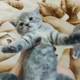 Шотландский породистый котенок