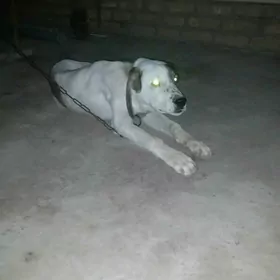 Akgus