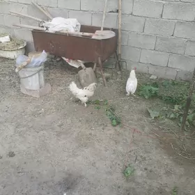 karlik