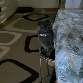 Британка веслоухая