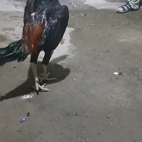 paroda horaz