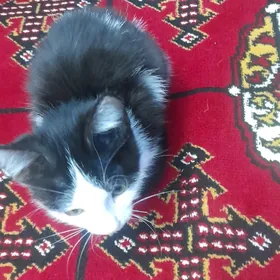 котёнок
