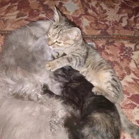 pişijekler, котята