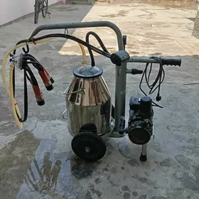 Sygyr sagylyan enjam