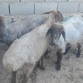 goyunlar we geçiler