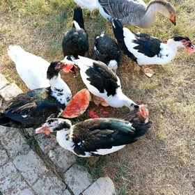 İndautga gaz Horazlar