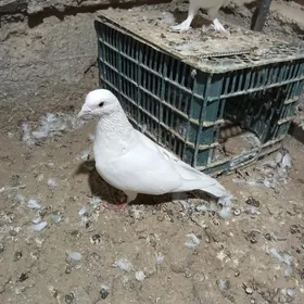 kepderi