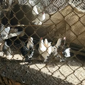 Karlik horazlar we towuklar