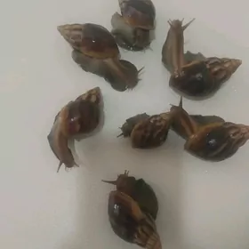 ulitka / улитки