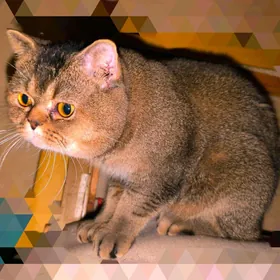 ЭЛИТНЫЙ ШОТЛАНДСКИЙ КОТ