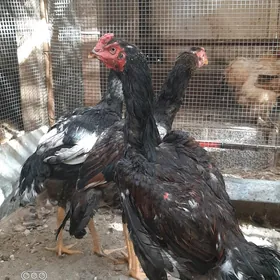 BAYSY HORAZ OZBEK BN KOREY