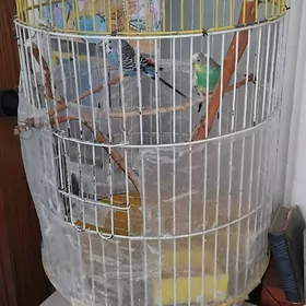 попугаи с клеткой