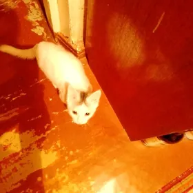 отдам котёнка