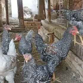 ýaş horaz jujeler