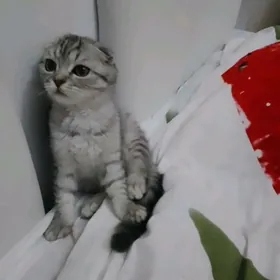 Веслоухий кот