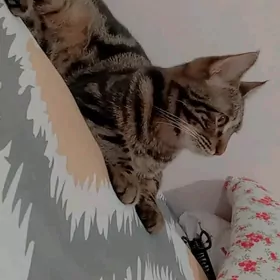 кот в добрые руки