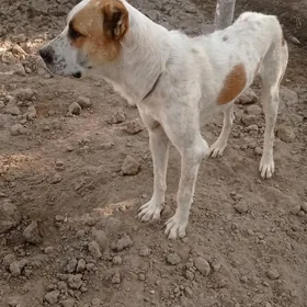 Alabaý