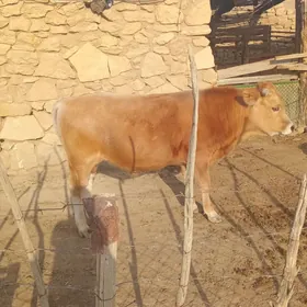 Öküz we gysyr sygyr