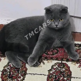 Шотландский гыз пишик