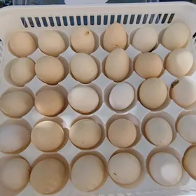 towuk elin yumurtgasy