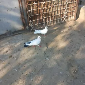 kepderi