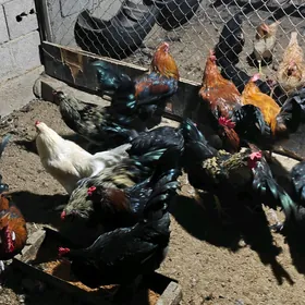 yasha dayow horazlar