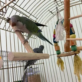 MONAH  калита popugay