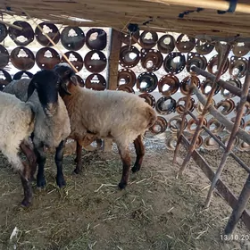 Gysagli satlik Goyun