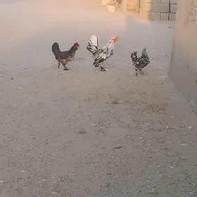 karliklar