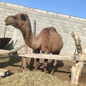 Düýe