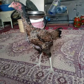 TAŞGENT MÄKI