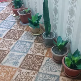 цветы