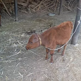 tanaly sygyr